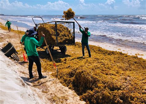 The Science Behind the Enchanting Seaweed of Guiones Beach